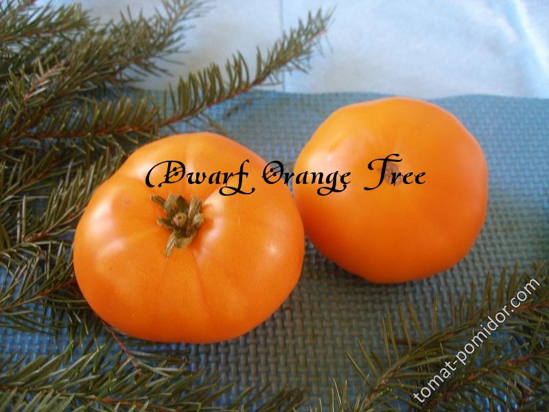 Dwarf Orange Tree