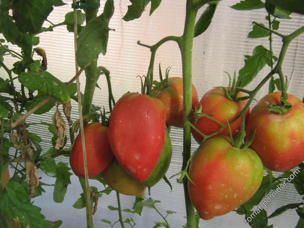 Северная рапсодия F1 - С — сорта томатов - tomat-pomidor.com - отзывы нафоруме