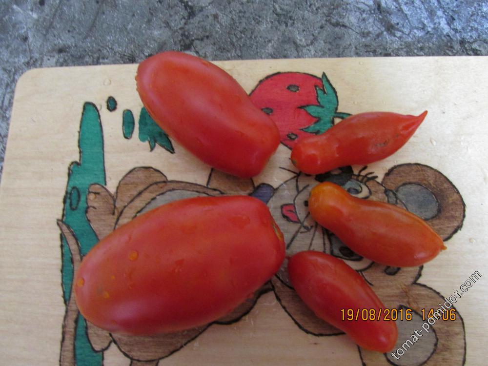 Фляшентоматтен+томат без имени(