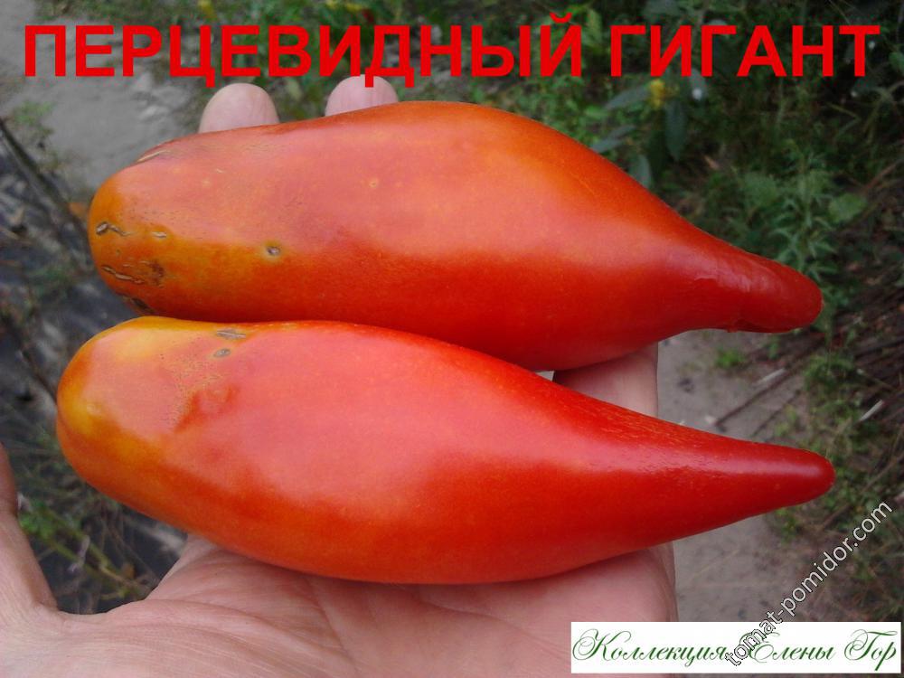 Перцевидный гигант