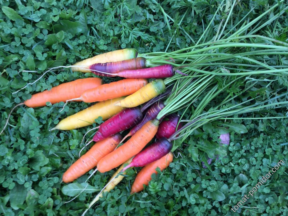 Смесь разноцветных гибридов моркови