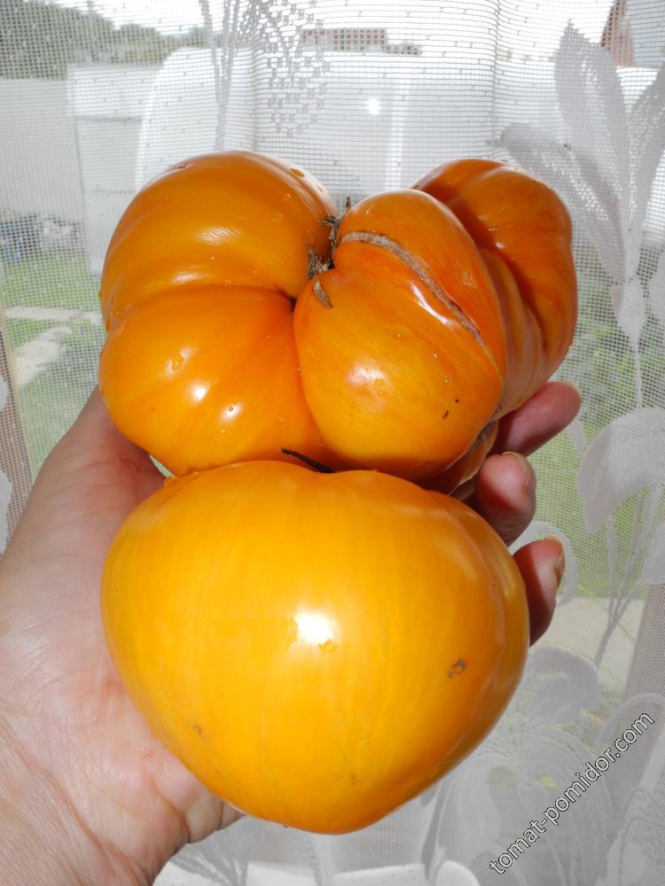 Большой оранжевый полосатый