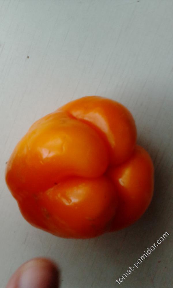 Оранжевый на семена