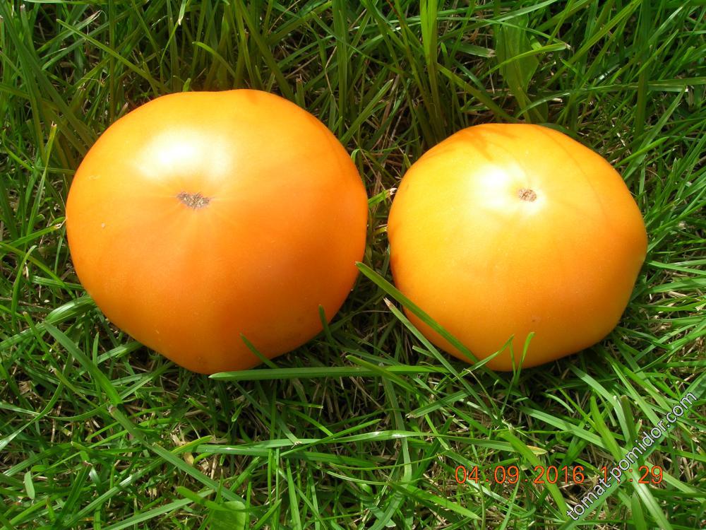 04 сентября - Бизоны оранжевые