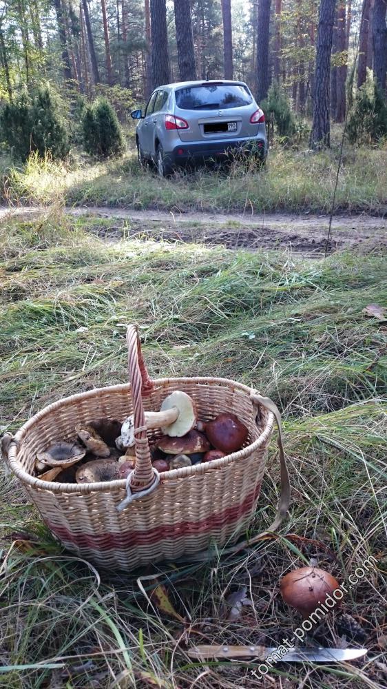 Грибы 21.09.16г.