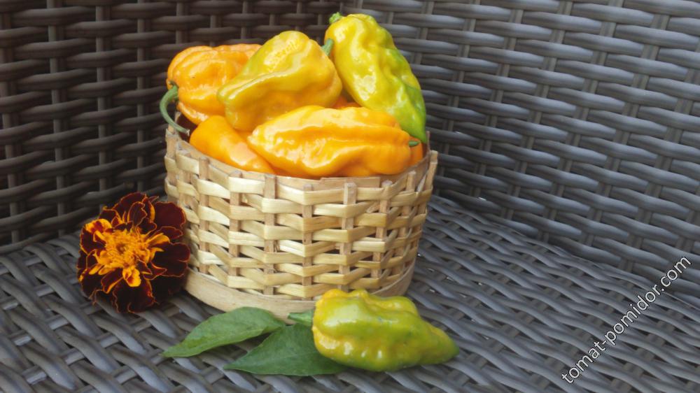 Bhut Jolokia Yellow