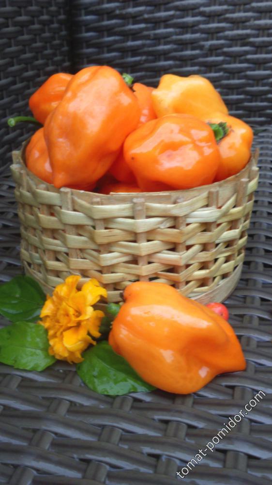 Habanero Orange