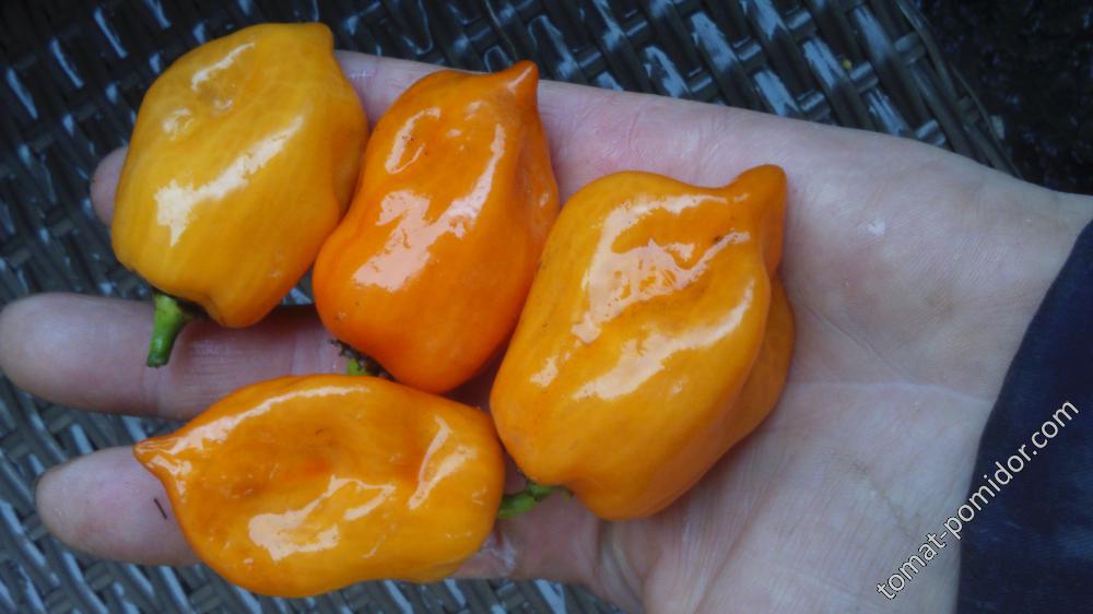 Habanero Orange