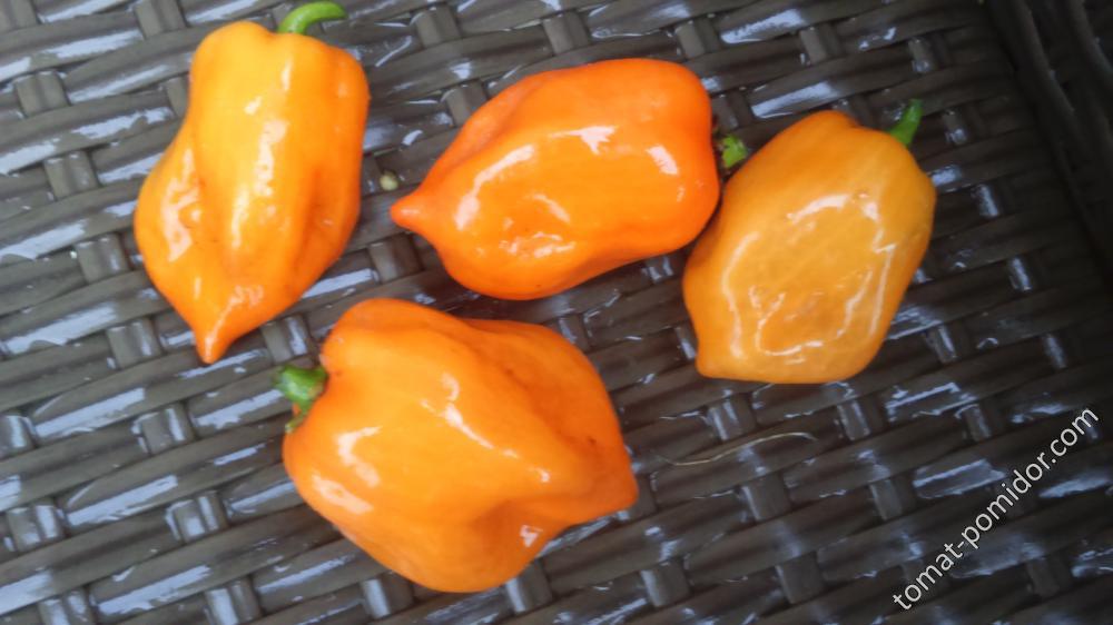 Habanero Orange