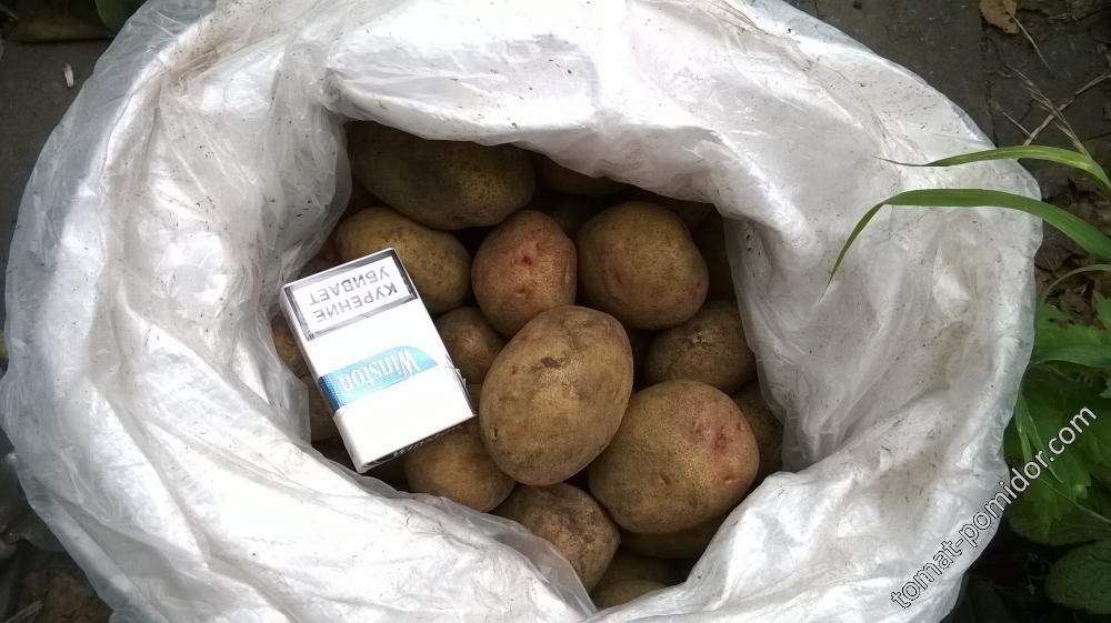 Пикассо