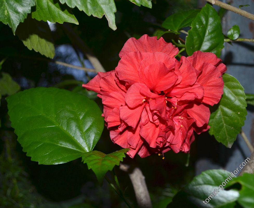 Гибискус или Китайская роза.