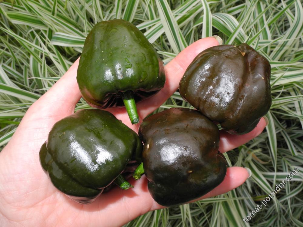 острый перец Chilhuacle Negro (Чилиуакле Негро, шоколадно-дымный вкус)