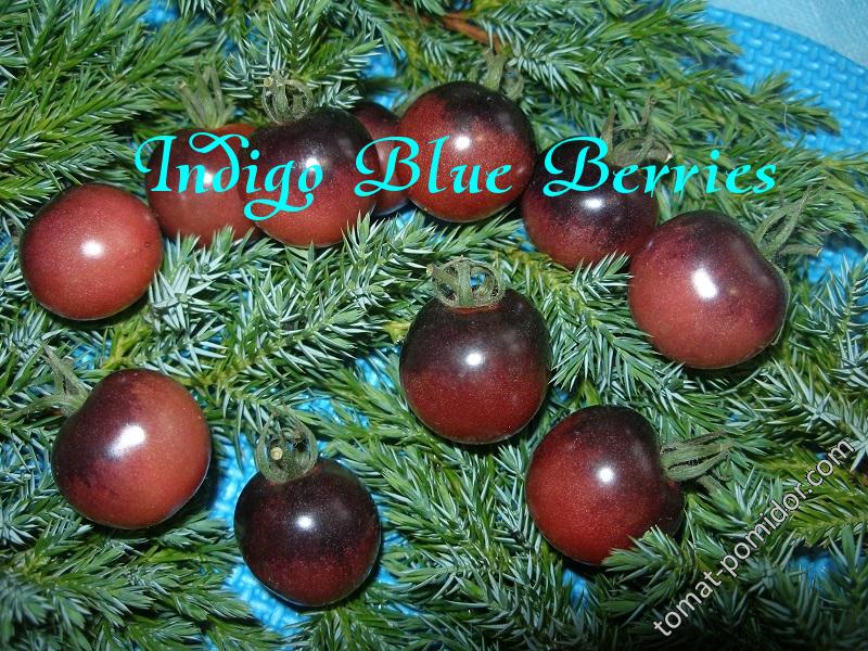 Indigo Blue Berries