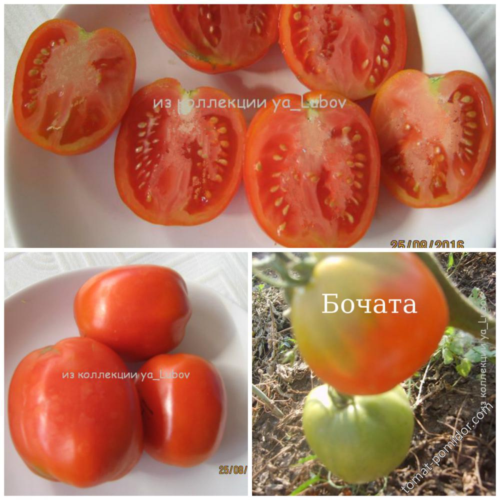 Выбор места и подготовка грунта для выращивания томата Бочата