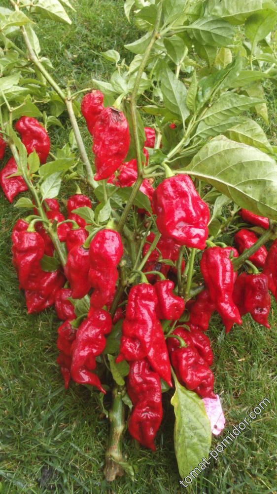 Bhut Jolokia Red