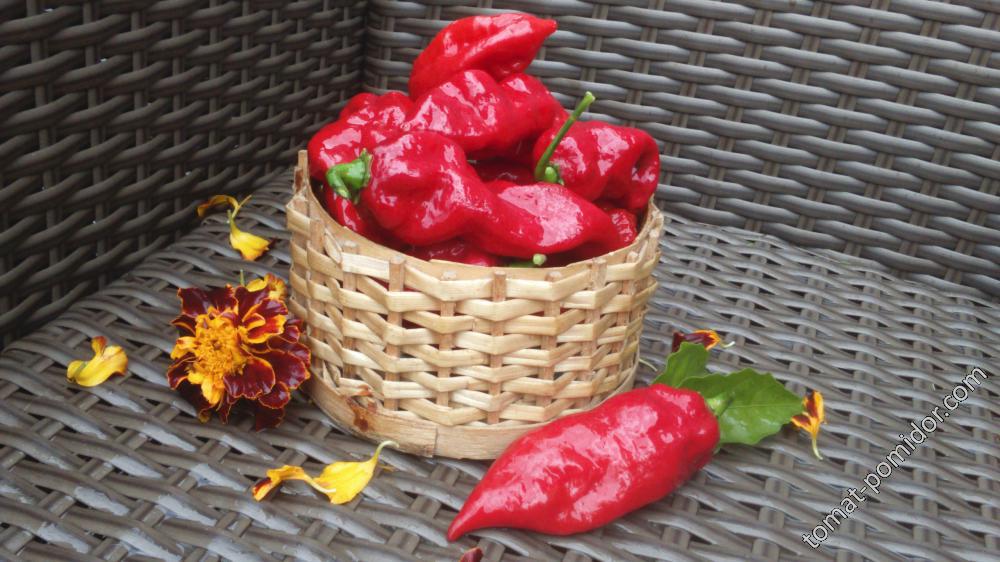 Bhut Jolokia Red