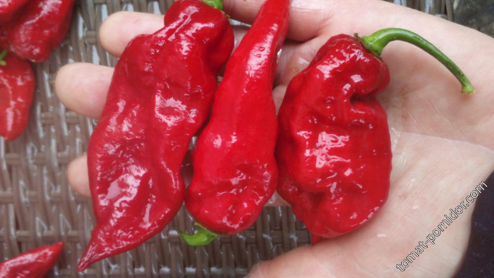 Bhut Jolokia Red