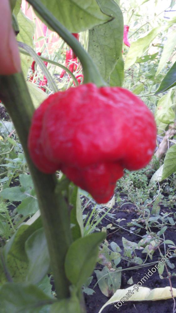 Scorpion Moruga Red