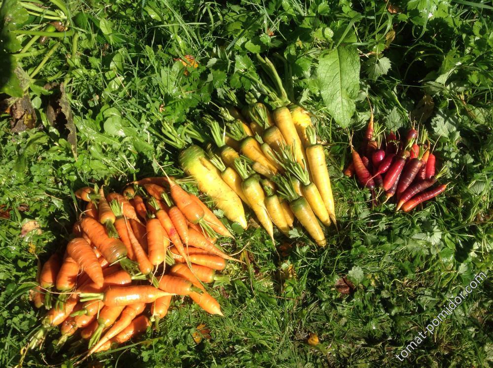 Разноцветные морковки
