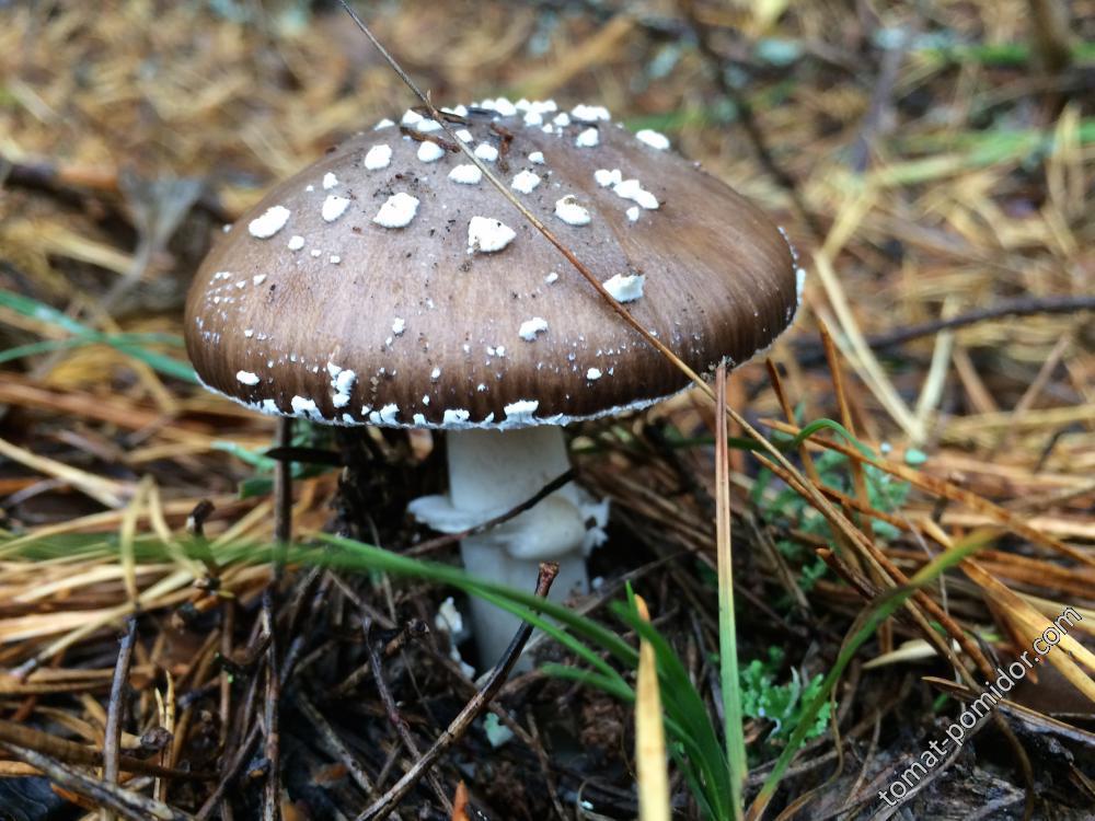 грибы Нижнего-7