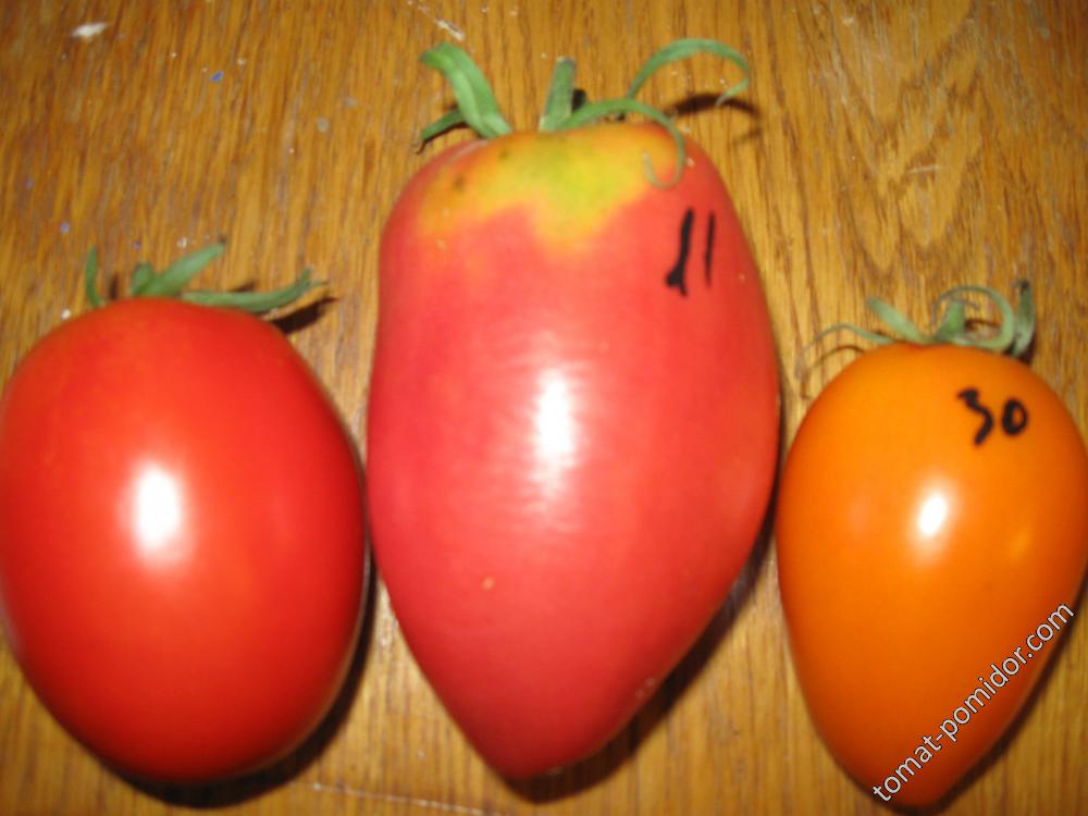 томаты 2016 год