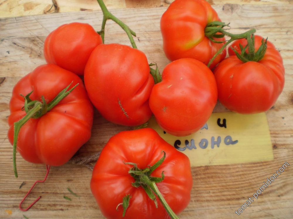 МАЙЯ И СИОНА ЭЙДРИ