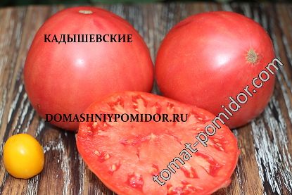 Домашний помидор 2016 - Страница 20 - Дачные дневники 2016 - tomat-pomidor.com- форум