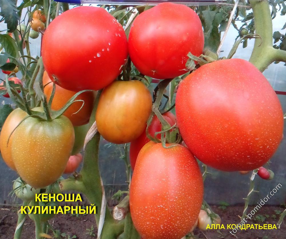 КЕНОША КУЛИНАРНЫЙ