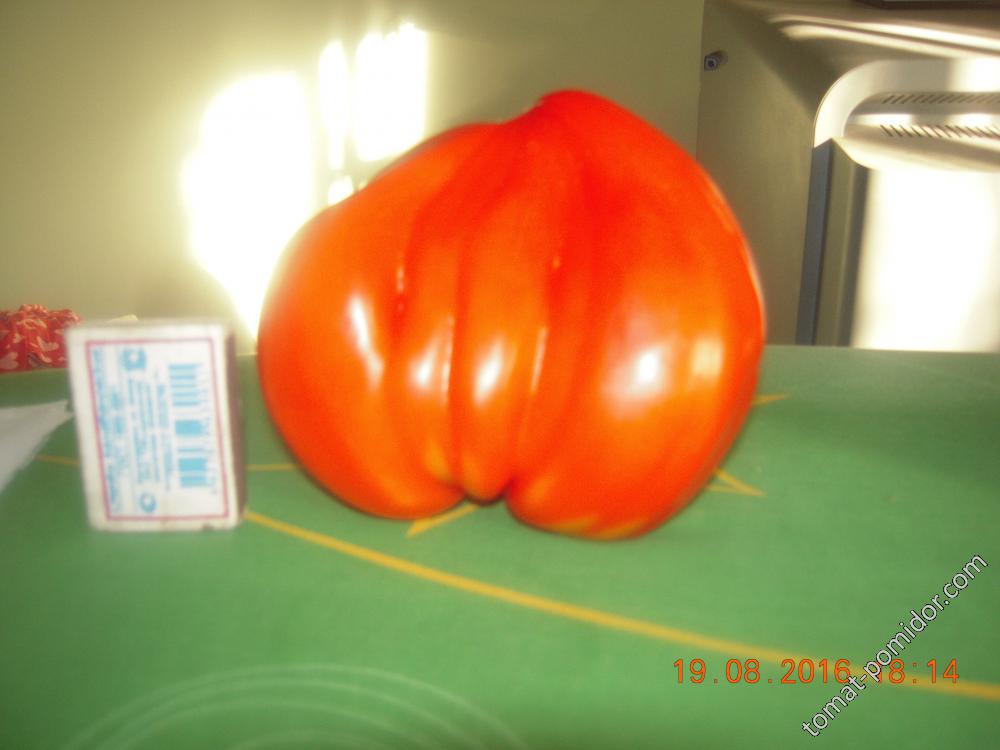 Гребешок -1