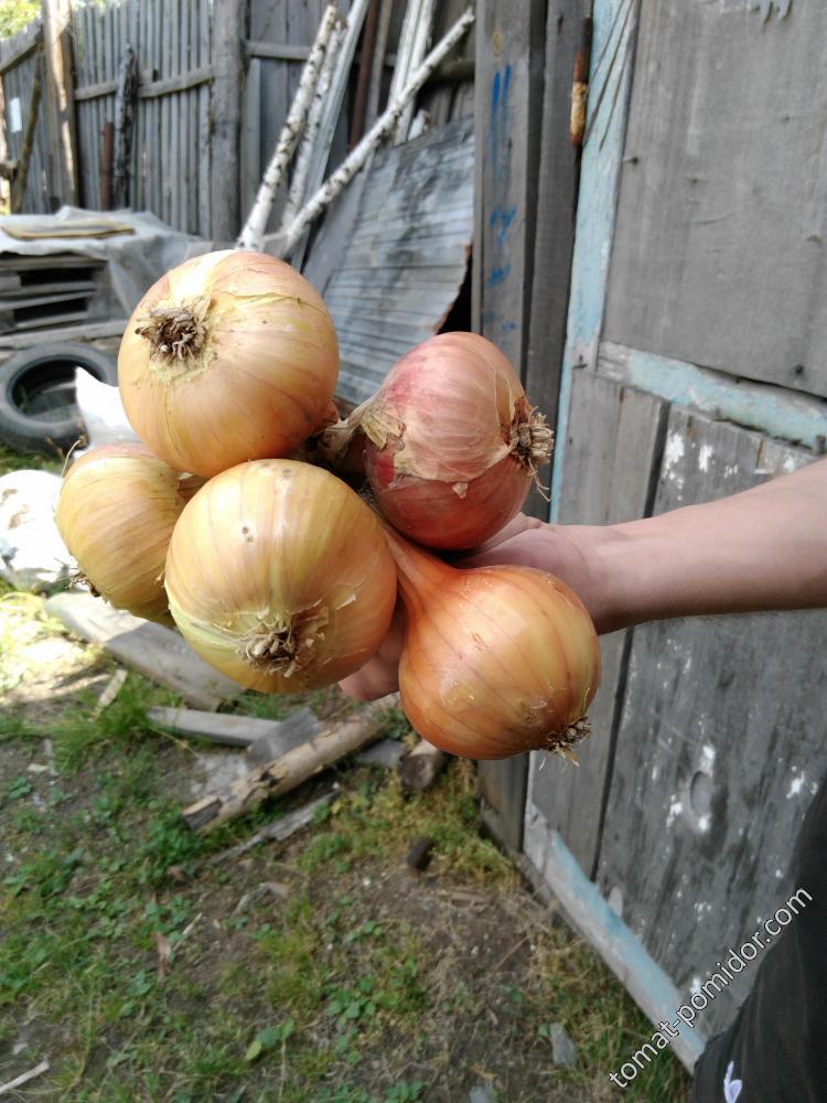 лук старорусский желтый