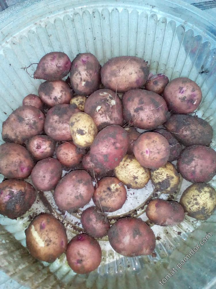 Молодая картошка в октябре
