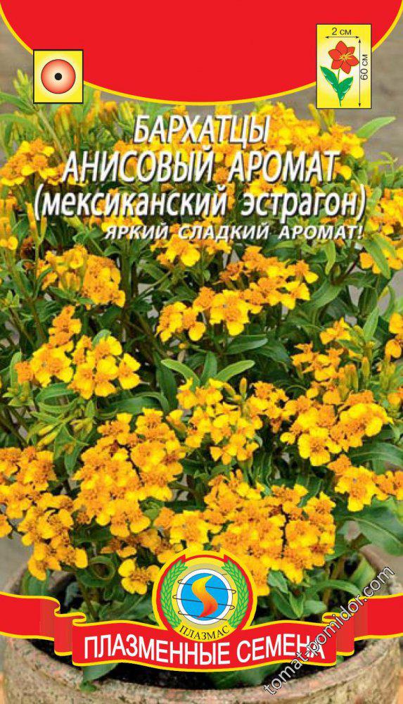 бархатцы
