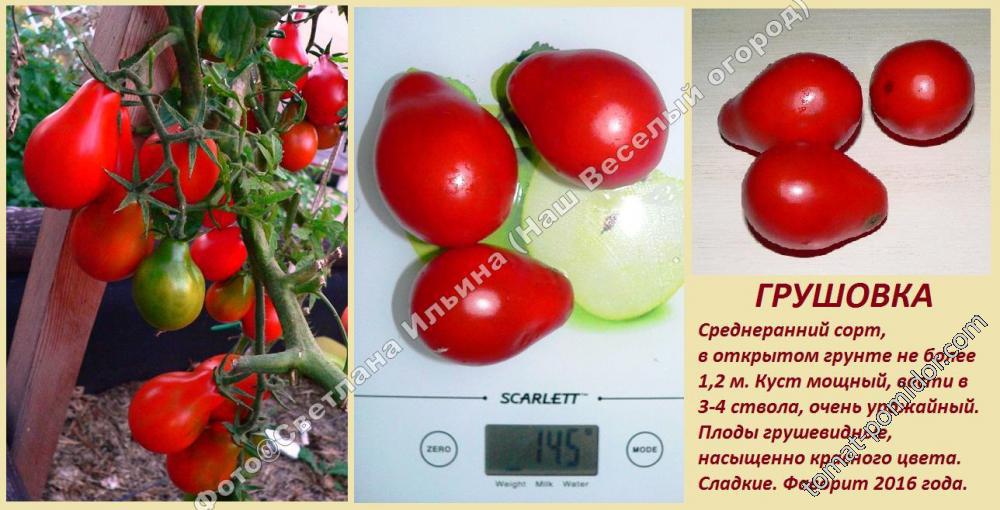 томат грушовка характеристика и описание сорта фото отзывы урожайность