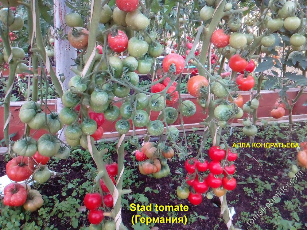 STAD TOMATE