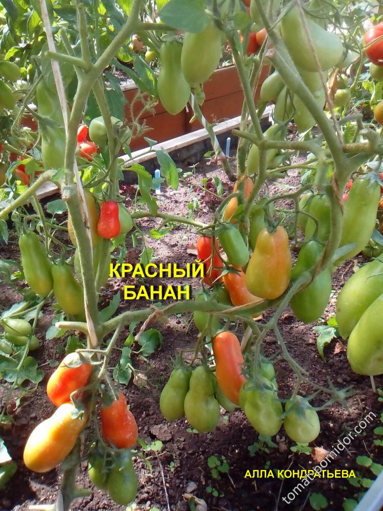 КРАСНЫЙ БАНАН