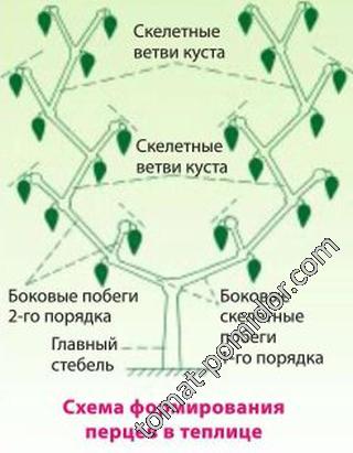 Формирование перца в теплице