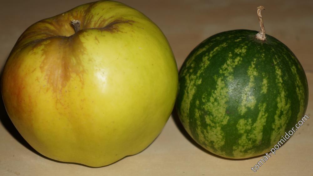 Яблоко и арбуз