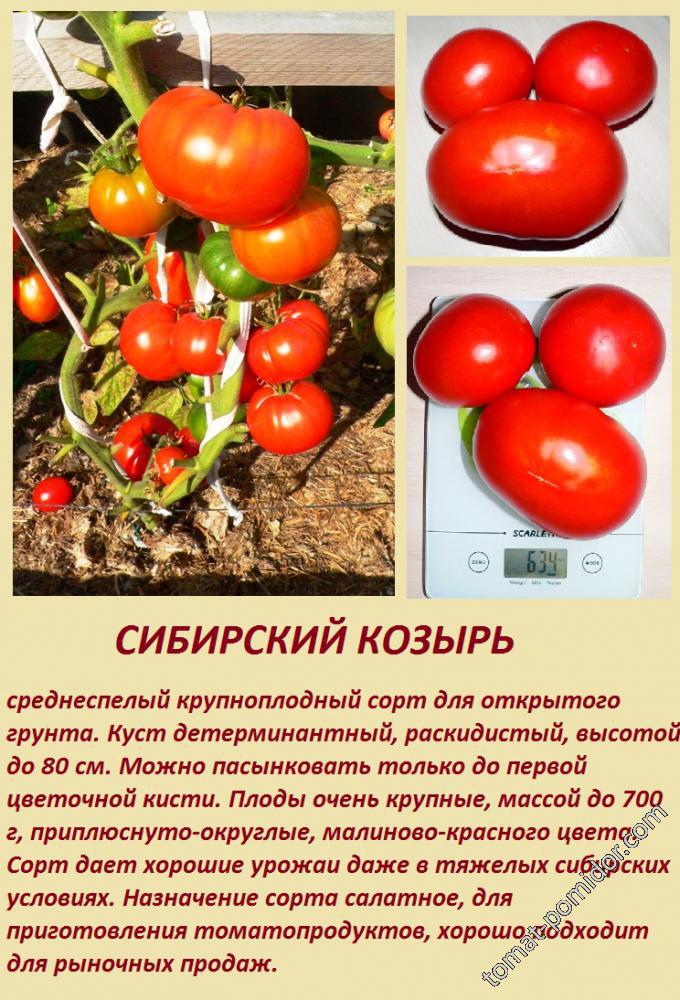 Сибирский козырь