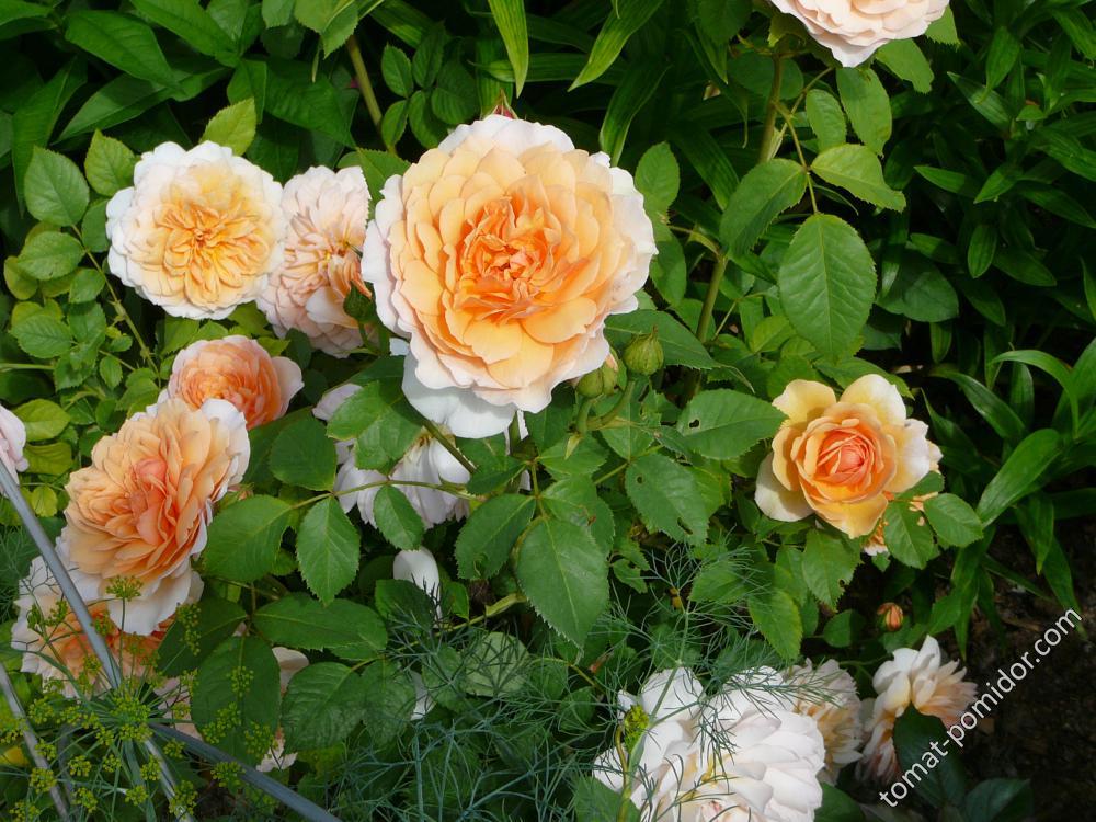 Роза Грейс цветок
