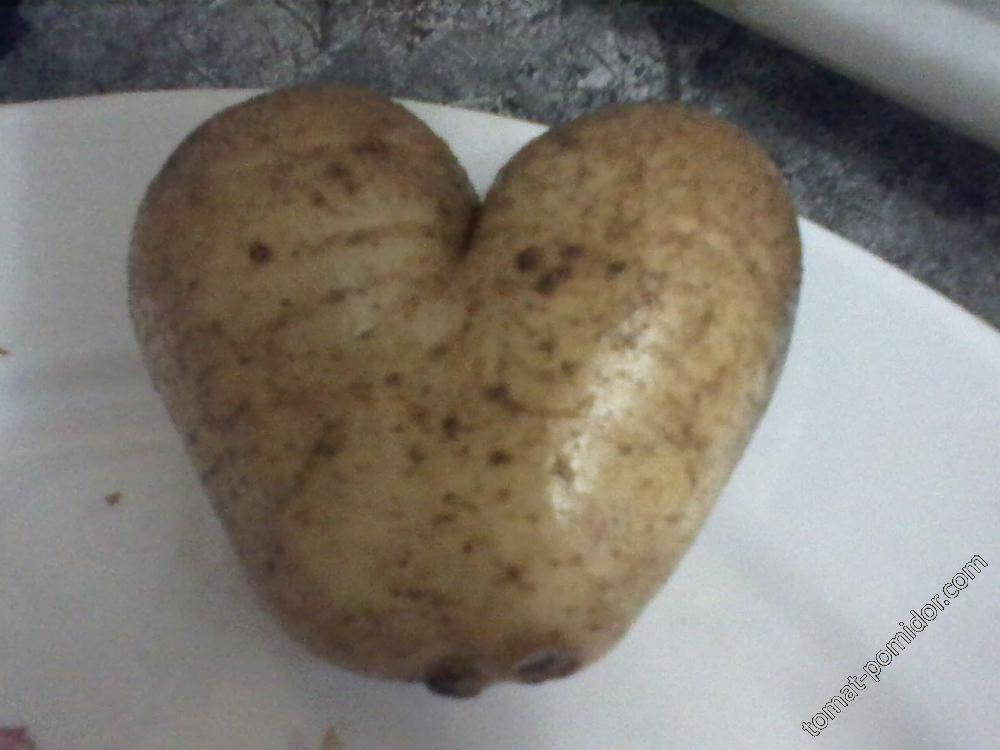 Сердешная картошка)
