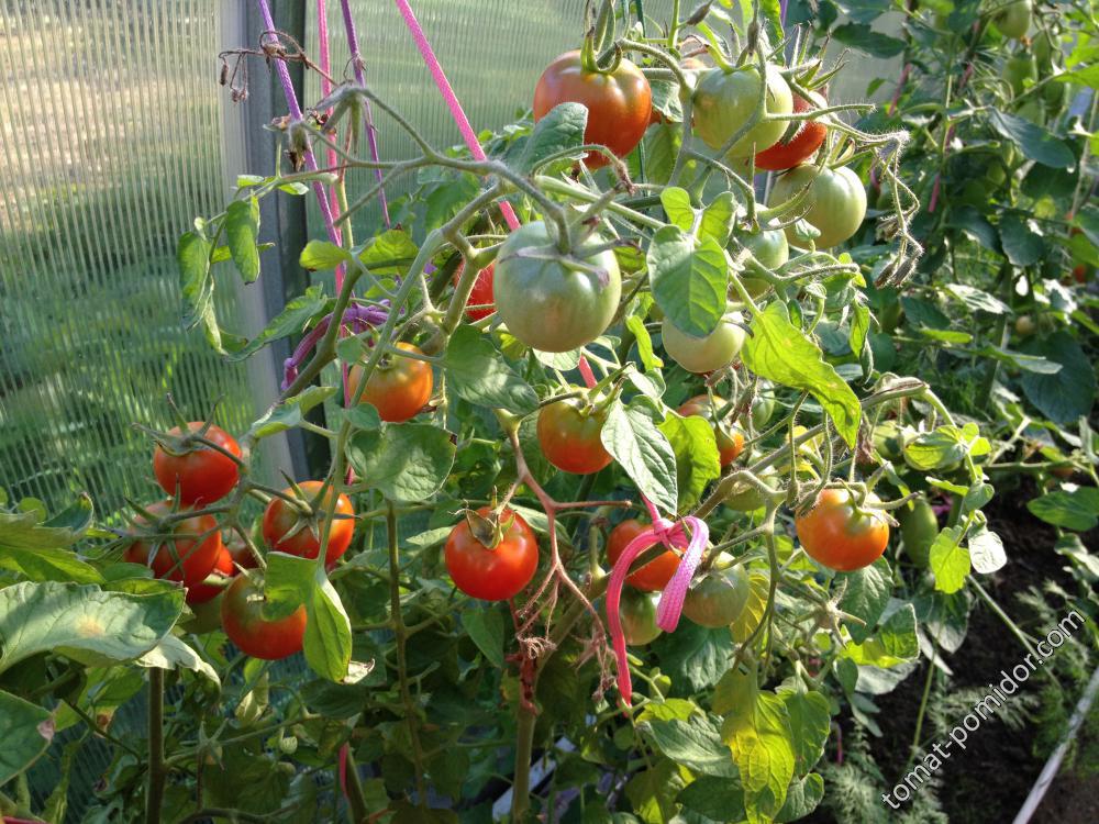 Кроха - К — сорта томатов - tomat-pomidor.com - отзывы на форуме