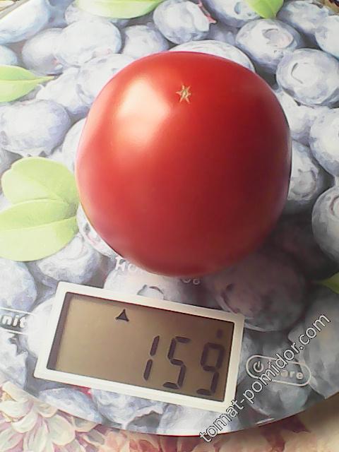 глория