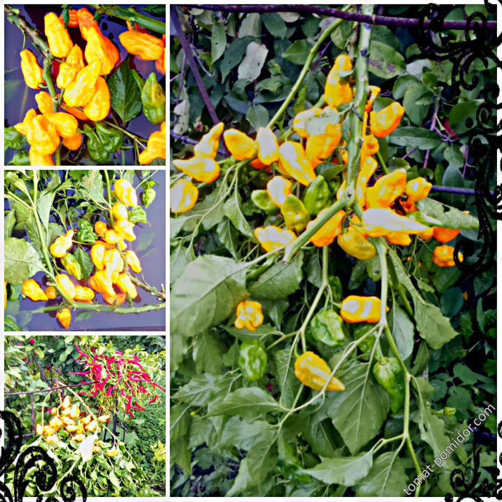 Bhut Jolokia Yellow