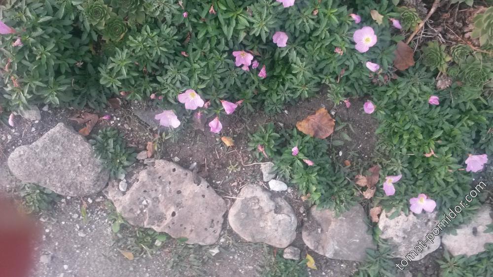 энотера розовая - вполне себе осенний цветок Болгарии