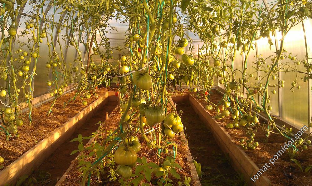 томаты в теплице 2016