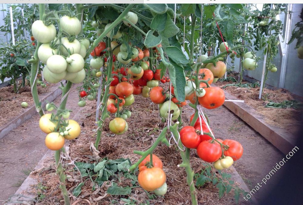 Ранние томаты