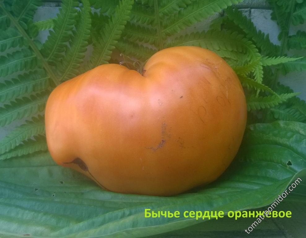 Бычье сердце оранжевое