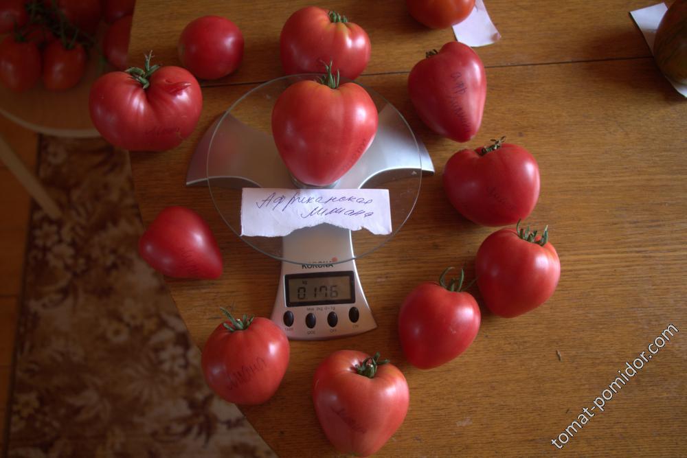 African Vining (Африканская лиана) - Страница 2 - a — сорта томатов - tomat-pomidor.com- отзывы на форуме
