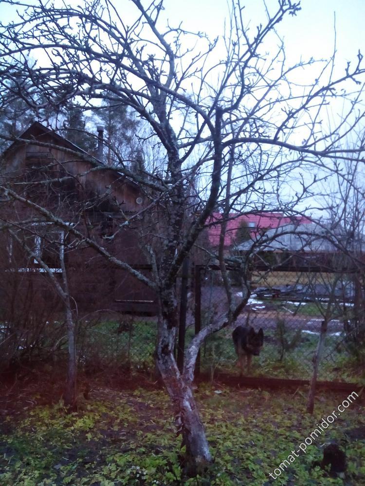 яблоня 3