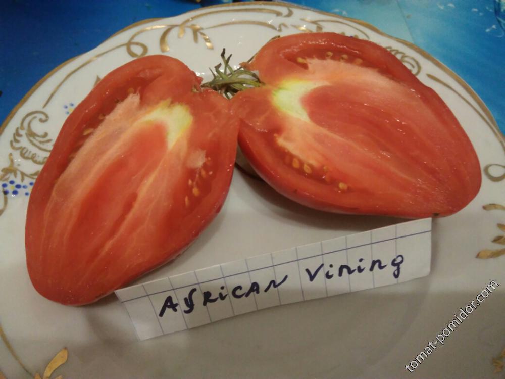 African Vining (Африканская лиана)